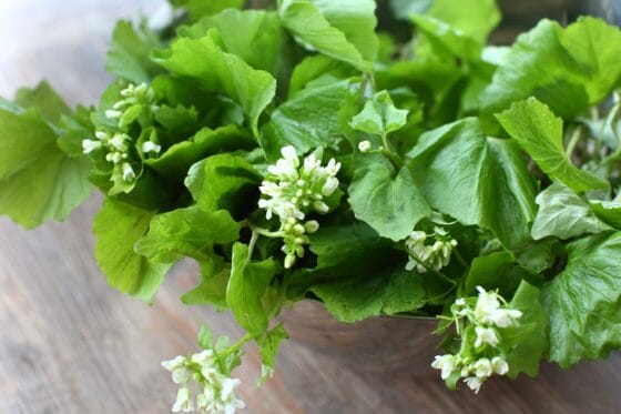 生の花わさび