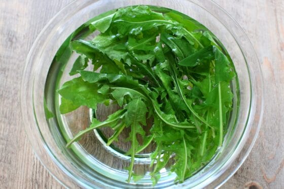 茹でたたんぽぽの葉を冷水に取る
