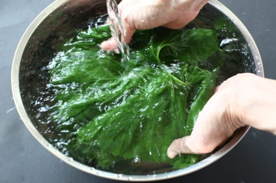 茹でたふきの葉を軽くすすぐ
