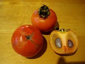 懐かしい柿「禅寺丸」が姿を消した理由。美味しい食べ方も紹介。