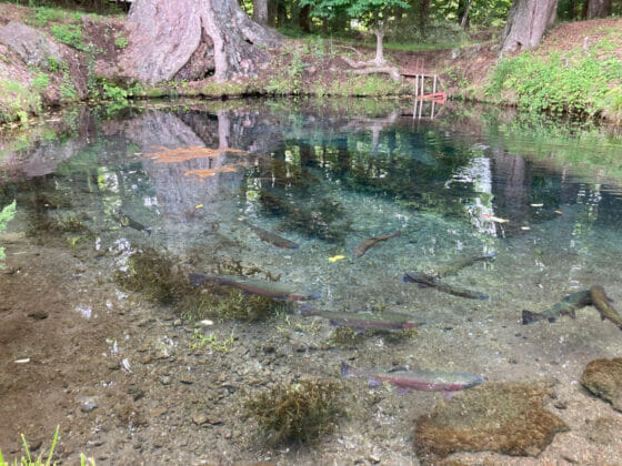 忍野八海 底抜池