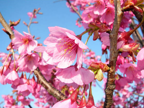 横浜で花見 横浜イングリッシュガーデン では およそ15種類の桜が楽しめます やまでら くみこ のレシピ