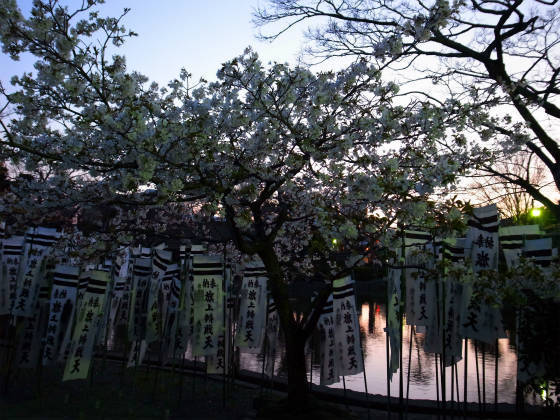 夜の鶴岡八幡宮