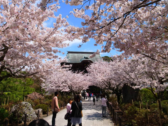 鎌倉のお花見スポットbest5 豊富な写真でご紹介します やまでら くみこ のレシピ