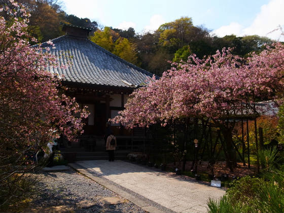 鎌倉 光則寺 の魅力 カイドウが見頃となる春の境内を 豊富な写真でご紹介します やまでら くみこ のレシピ