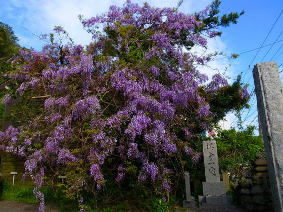 別願寺の藤