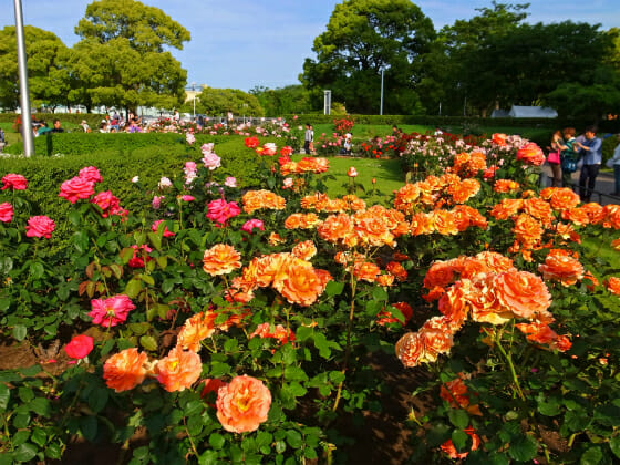 横浜 山下公園のバラの見頃は 5月上旬から中旬 満開のバラ園を たくさんの写真でご紹介します やまでら くみこ のレシピ