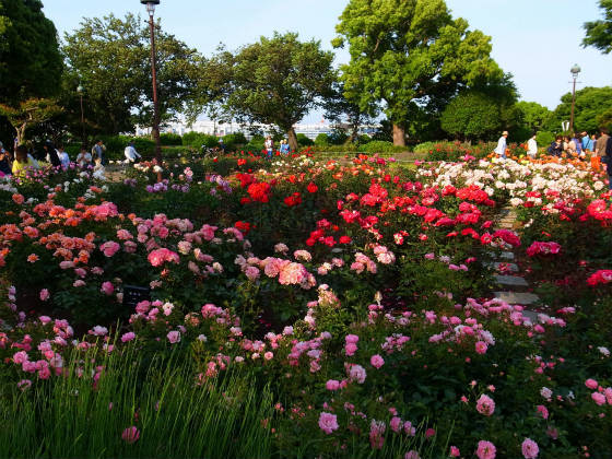 港の見える丘公園のバラの見頃は 5月上旬から中旬 満開のバラ園を たくさんの写真でご紹介します やまでら くみこ のレシピ