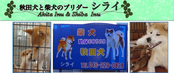 秋田犬を飼うイタリア人が急増中 忠犬ハチ公は アキコ と呼ばれています やまでら くみこ のレシピ