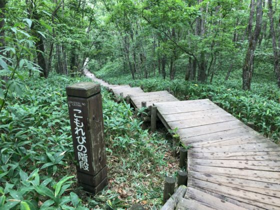 釧路湿原探勝路のこもれびの階段