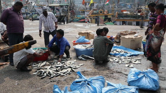 ムンバイの魚市場「Sassoon Dock」