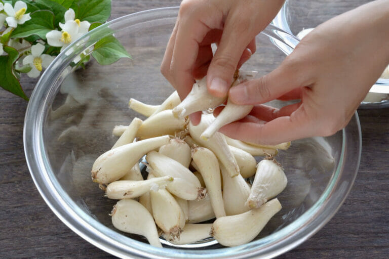 らっきょう漬け(甘酢漬け)の漬け方・作り方。パリパリ旨い! | やまでら くみこ のレシピ