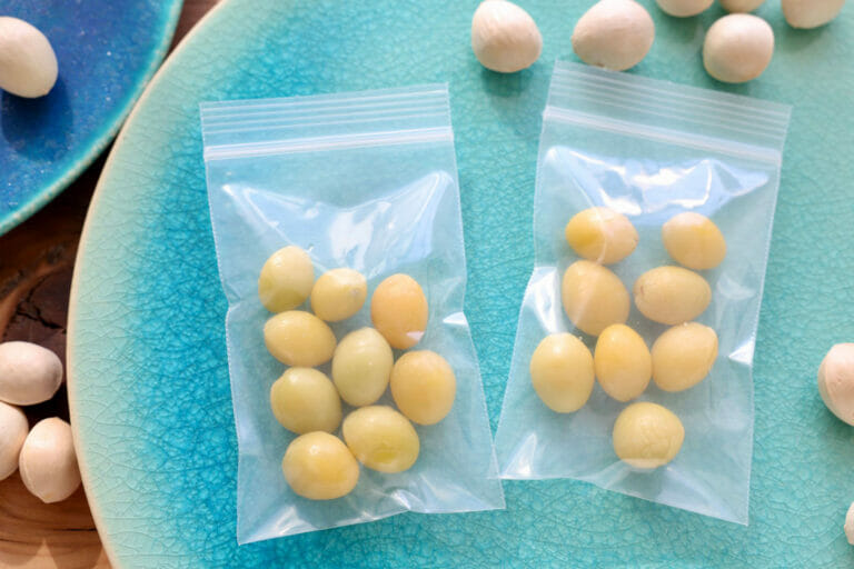 ぎんなんの薄皮の取り方と殻の割り方。銀杏の下処理（下ごしらえ）の方法 やまでら くみこ のレシピ