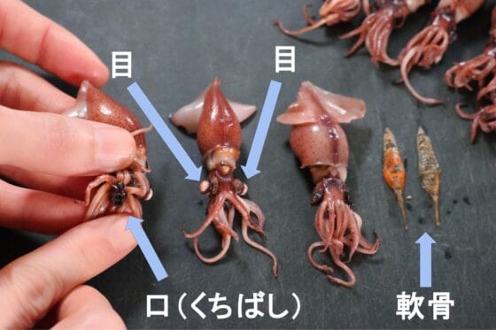 ホタルイカの目と口と軟骨を取り除く下処理
