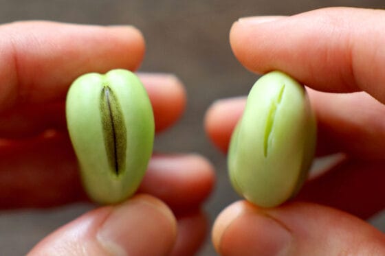 そら豆に切り込みを入れて下処理する