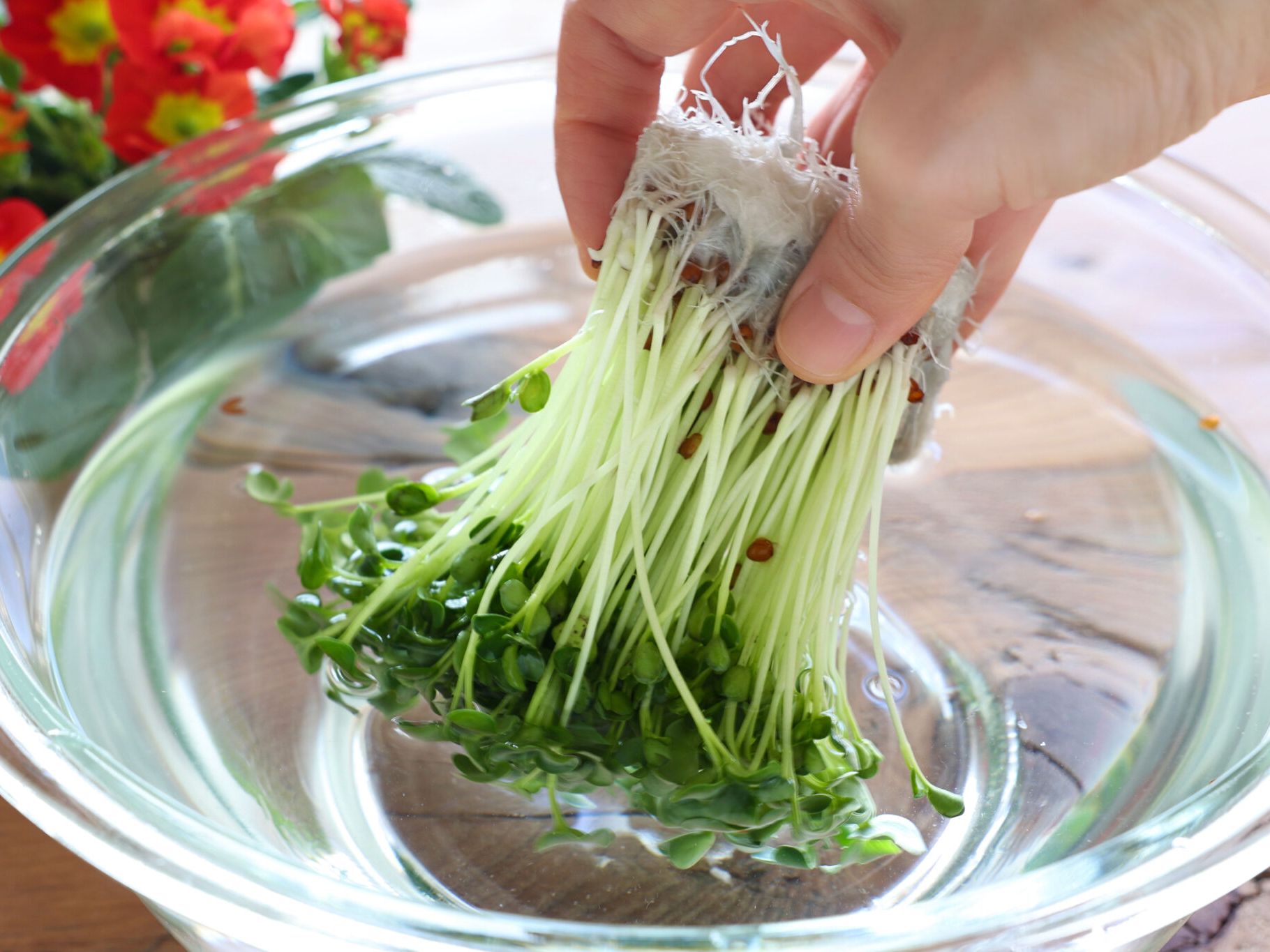 かいわれだいこん様用 【公式通販】